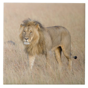 Lion walking ceramic tile