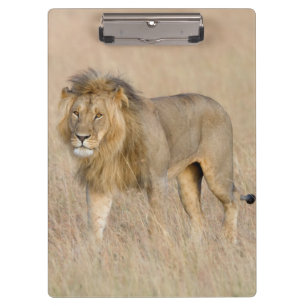 Lion walking clipboard