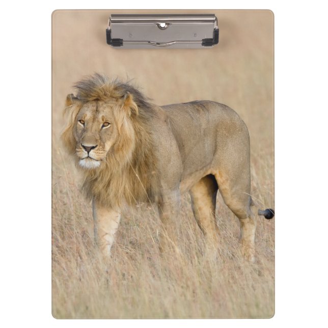 Lion walking clipboard (Front)