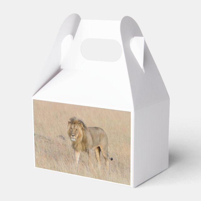 Lion walking favour box (Back Side)