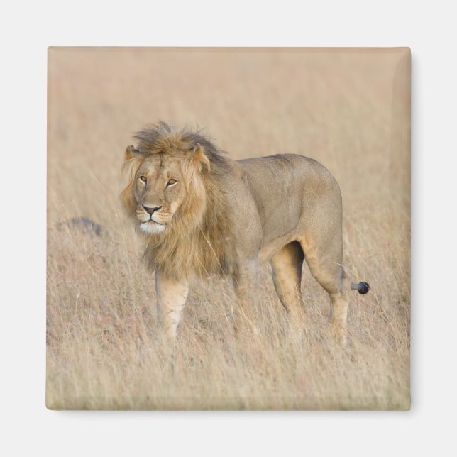 Lion walking magnet (Front)