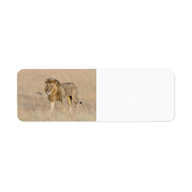 Lion walking return address label (Front)