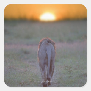 Lion walking square sticker