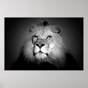 Lion - Wild Animal Photography Poster