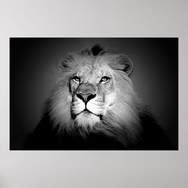 Lion - Wild Animal Photography Poster (Front)