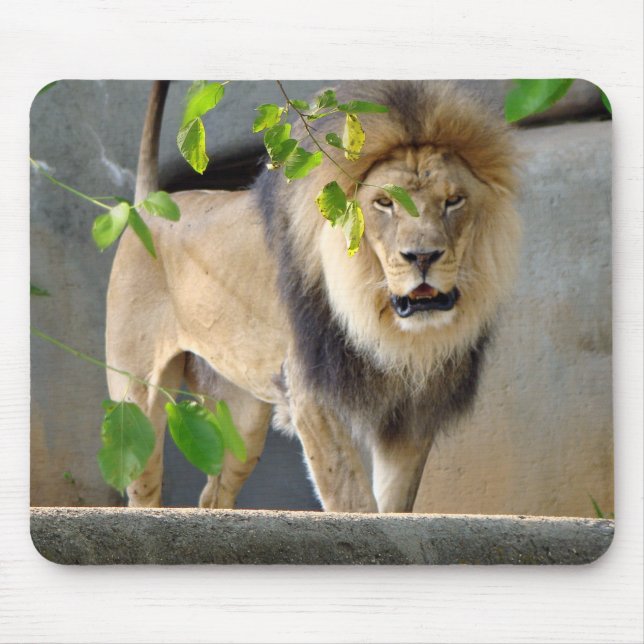 Lion Wildlife Mousepad (Front)