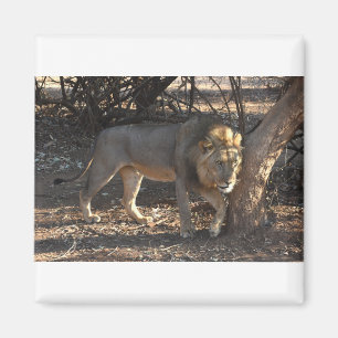 Lion With An Itchy Shoulder, Zambia Magnet