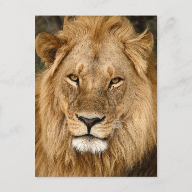 Lion With Great Mane Postcard (Front)