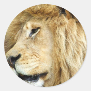 Lion with Thick Mane Stickers
