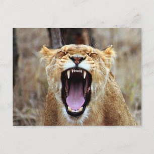 Lion yawning postcard