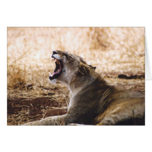 Lioness