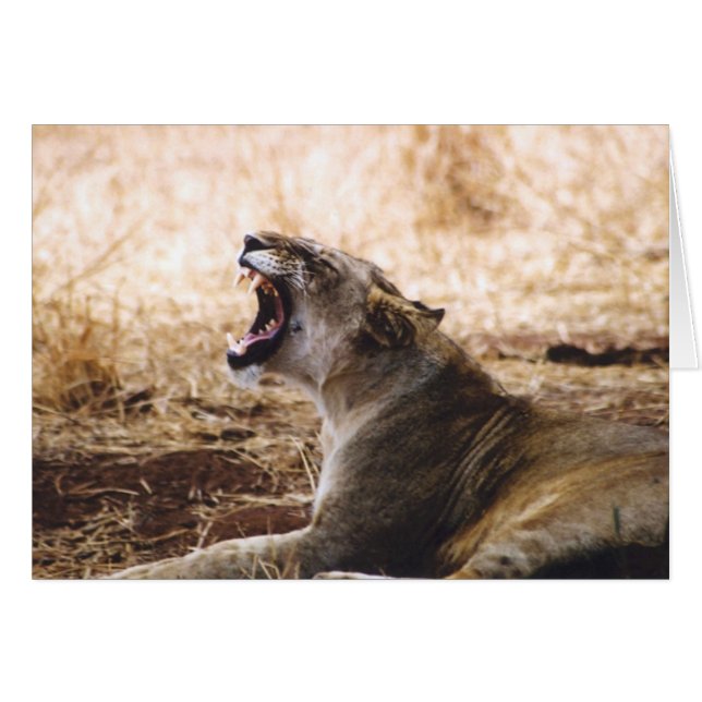 Lioness (Front Horizontal)