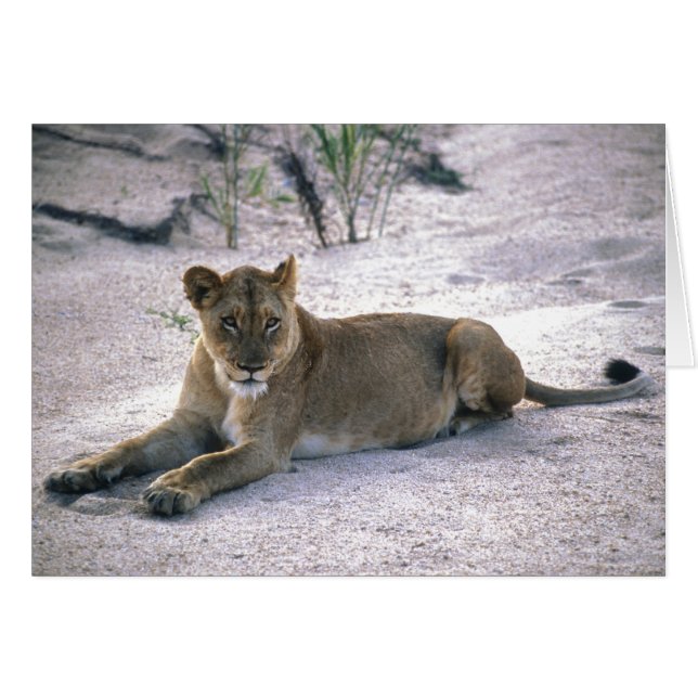 Lioness (Front Horizontal)