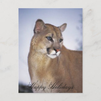 lioness2, Happy Holidays Holiday Postcard