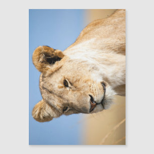 Lioness against blue sky