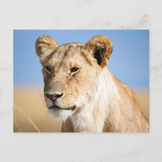 Lioness against blue sky postcard (Front)