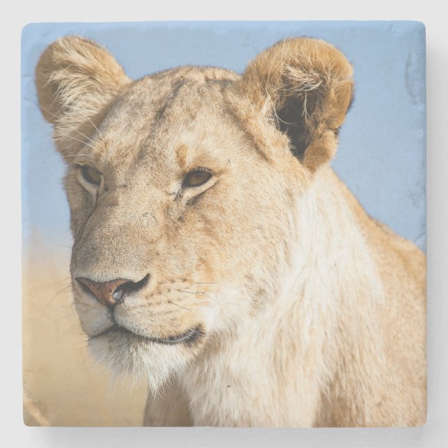 Lioness against blue sky stone coaster (Front)