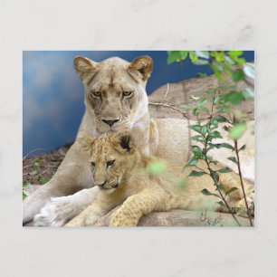 Lioness and Cub Postcard