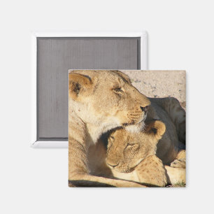 Lioness and Cub Resting Together Magnet