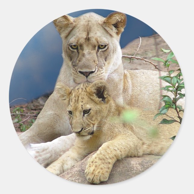 Lioness and Cub Sticker (Front)