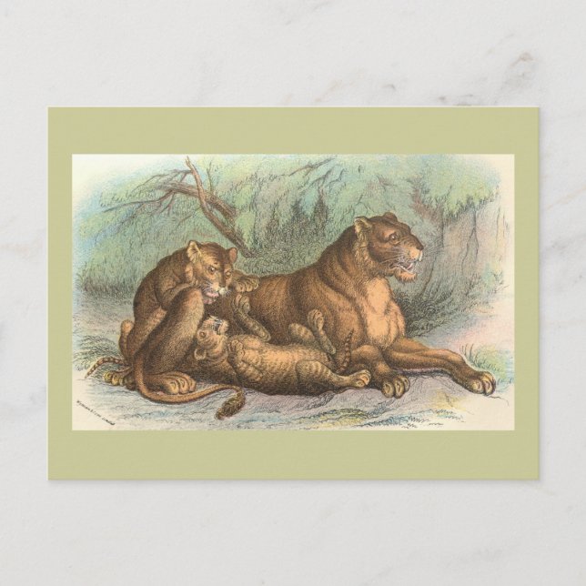 Lioness and Cubs, Felis leo Postcard (Front)