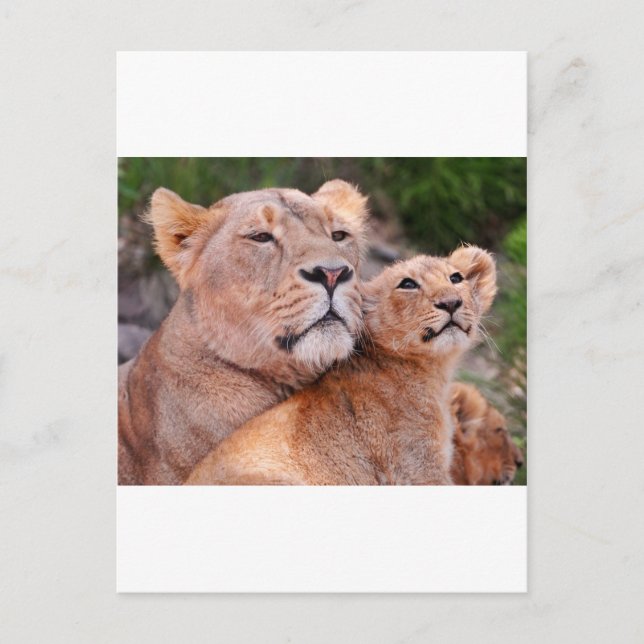 Lioness and Lion Cub Rest Before The Hunt Postcard (Front)