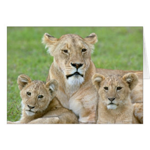 Lioness and Two Cubs, East Africa, Tanzania,