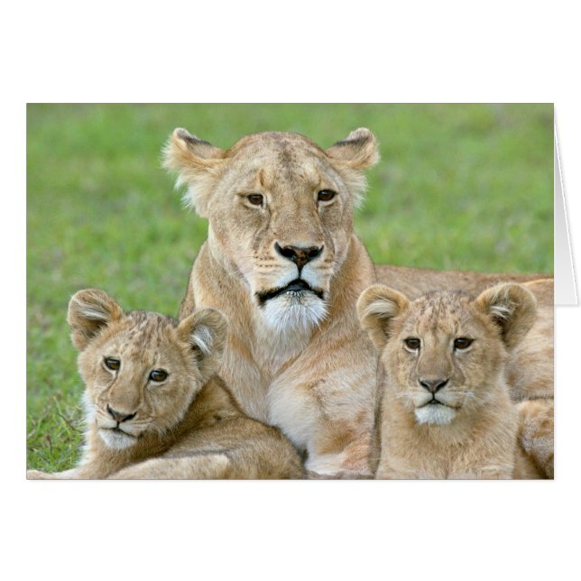 Lioness and Two Cubs, East Africa, Tanzania, (Front Horizontal)