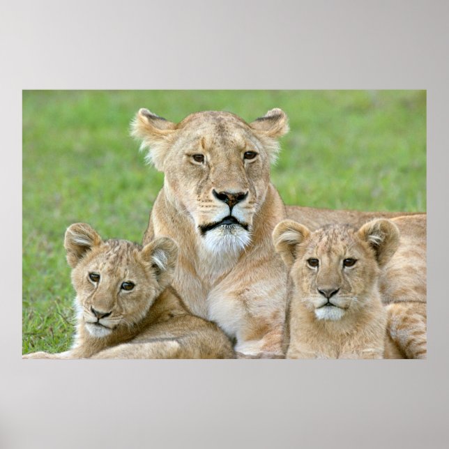 Lioness and Two Cubs, East Africa, Tanzania, Poster (Front)