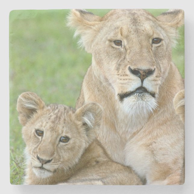 Lioness and Two Cubs, East Africa, Tanzania, Stone Coaster (Front)