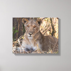 Lioness canvas print