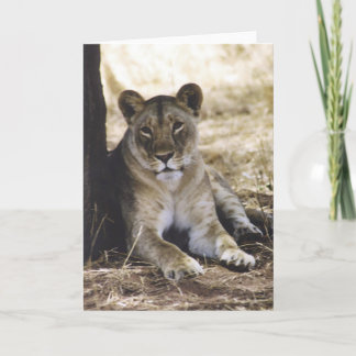 Lioness Card