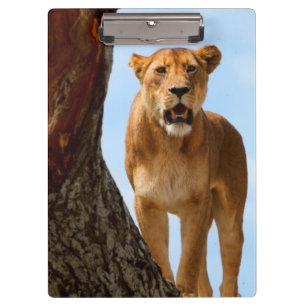 Lioness Clipboard