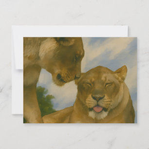 Lioness Companionship in Golden Light Postcard