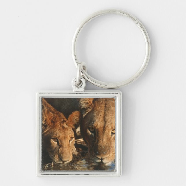 Lioness & Cub (Panthera leo) Key Ring (Front)