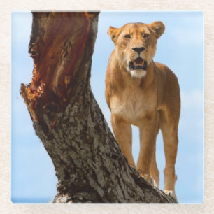 Lioness Glass Coaster