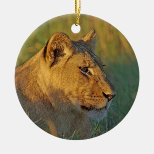 Lioness in Afternoon Light Ceramic Ornament (Front)