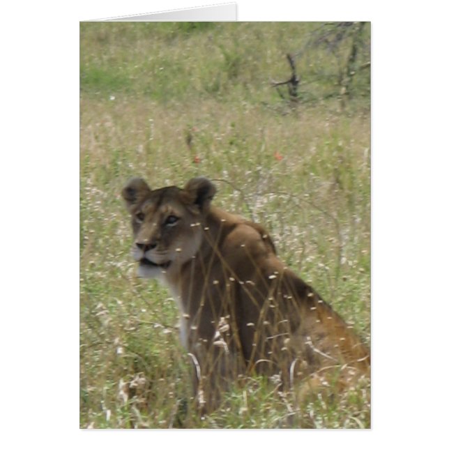 Lioness in Tall Grass (Front)