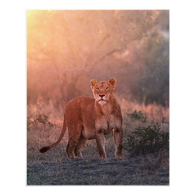 Lioness in the morning photo print (Front)