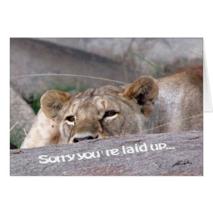 Lioness 'laid up'
