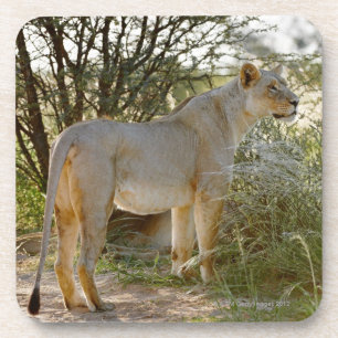 lioness lion, Panthera leo, Kgalagadi Coaster