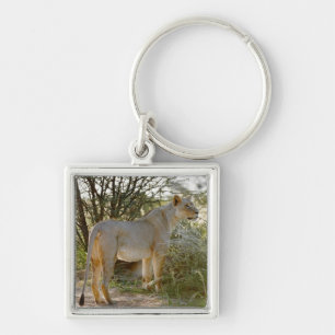 lioness lion, Panthera leo, Kgalagadi Key Ring