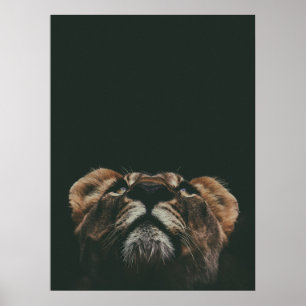 LIONESS LOOKING UP POSTER