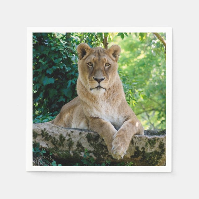 Lioness lying on rock  napkin (Front)