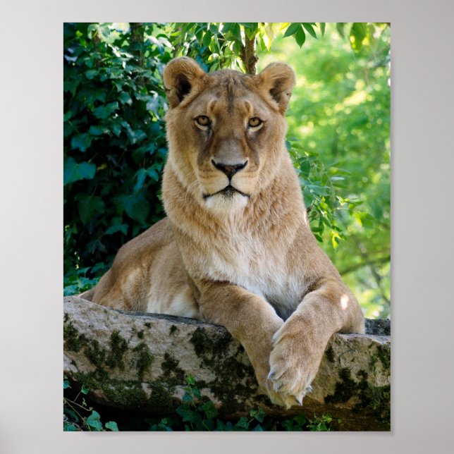 Lioness lying on rock  poster (Front)