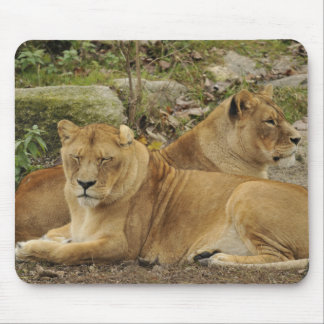 Lioness  mouse pad