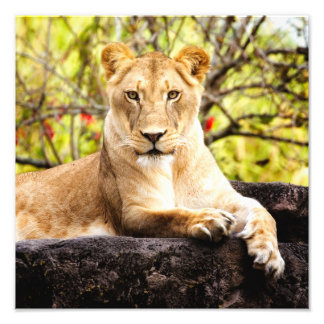 Lioness on the rocks photo print