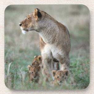 Lioness (Panthera leo) and cubs, Masai Mara Coaster