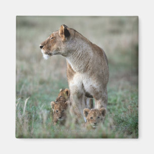 Lioness (Panthera leo) and cubs, Masai Mara Magnet