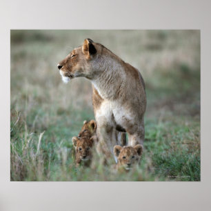 Lioness (Panthera leo) and cubs, Masai Mara Poster